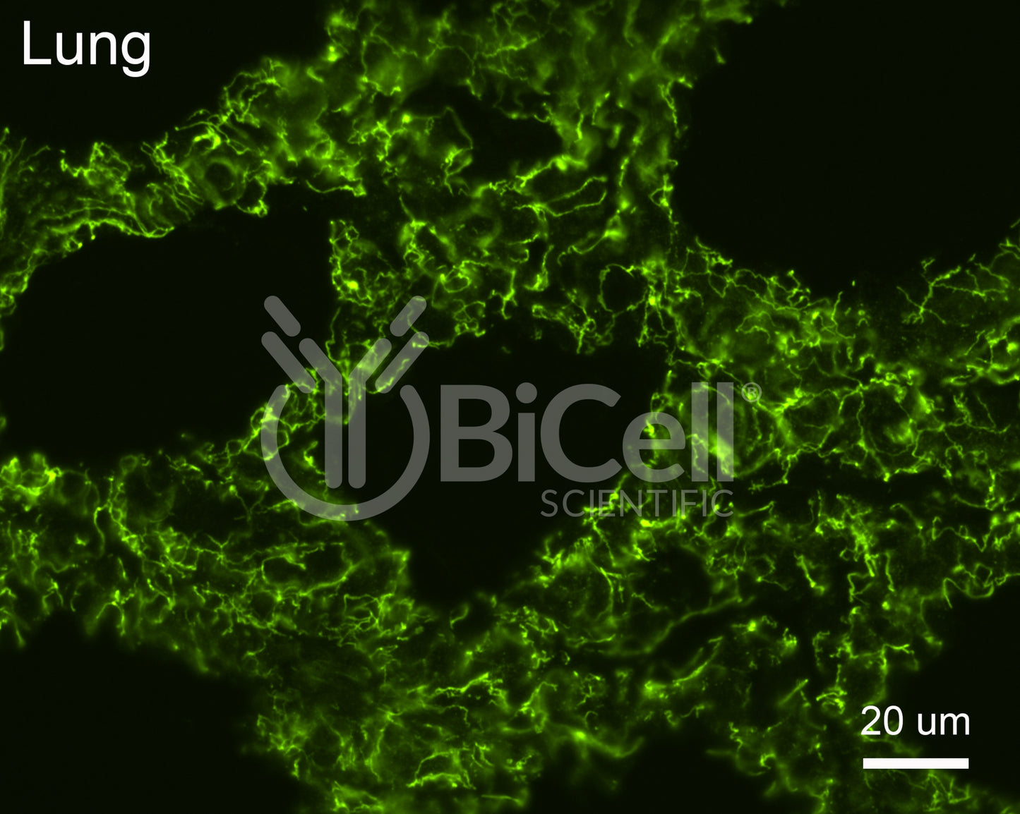 PALS1 (MPP5) Antibody