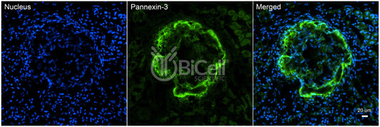 Pannexin-3 (PANX3) Antibody - Western Blot Validated