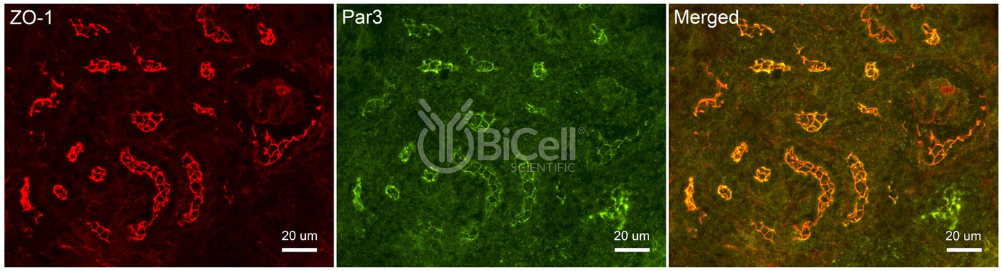 Par3 (PARD3) Antibody - Western Blot Validated