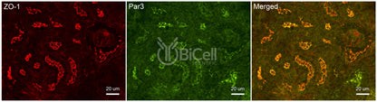 Par3 (PARD3) Antibody - Western Blot Validated