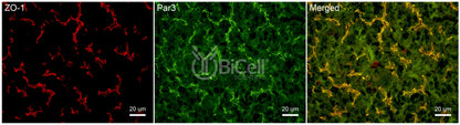 Par3 (PARD3) Antibody