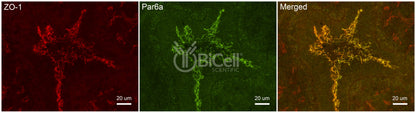 Par6a (PARD6A) Antibody - Western Blot Validated