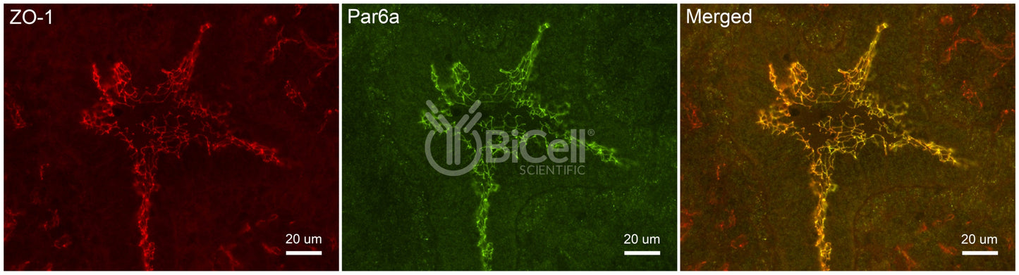Par6a (PARD6A) Antibody - FFPE Validated