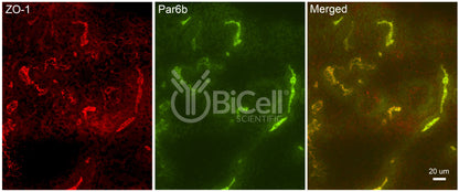 Par6b (PARD6B) Antibody - Western Blot Validated