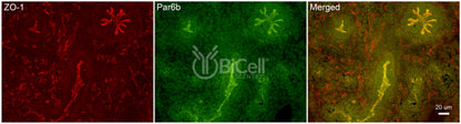 Par6b (PARD6B) Antibody - FFPE Validated