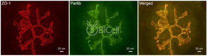 Par6b (PARD6B) Antibody - Western Blot Validated