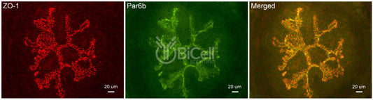 Par6b (PARD6B) Antibody