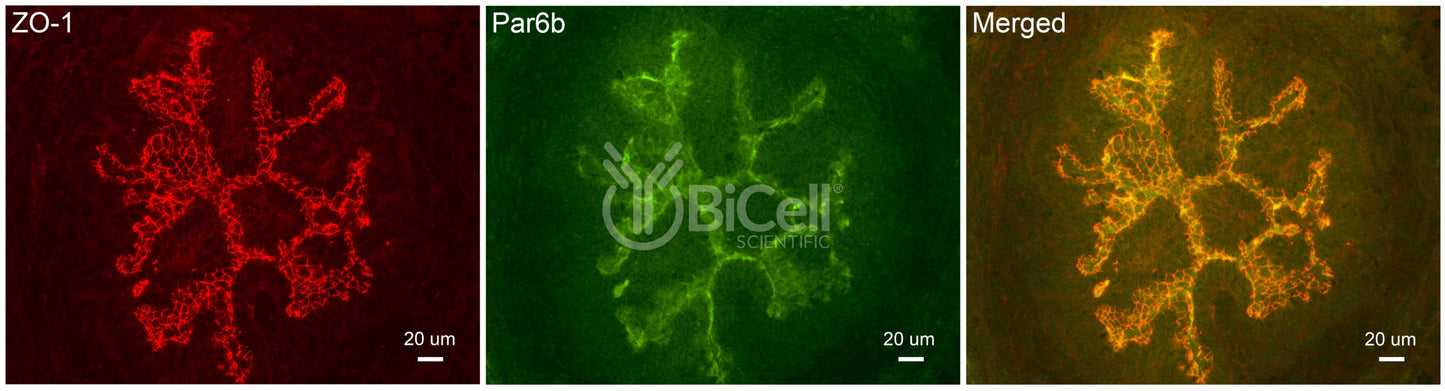 Par6b (PARD6B) Antibody - FFPE Validated