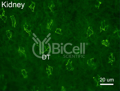 PATJ Antibody