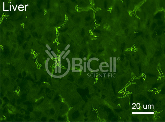 PATJ Antibody - Western Blot Validated