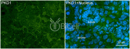 Polycystin-1 (PKD1) Antibody - Western Blot Validated