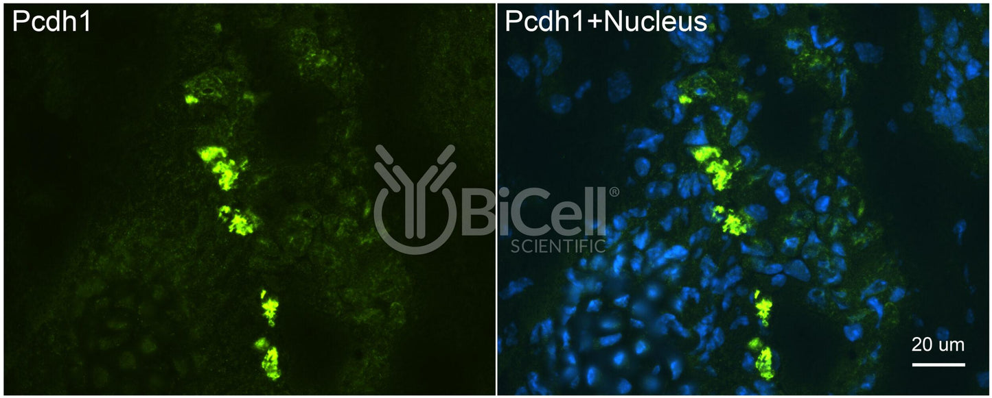 Protocadherin-1 (PCDH1 or PCDH42) Antibody - Western Blot Validated