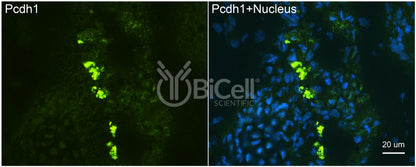 Protocadherin-1 (PCDH1 or PCDH42) Antibody - Western Blot Validated