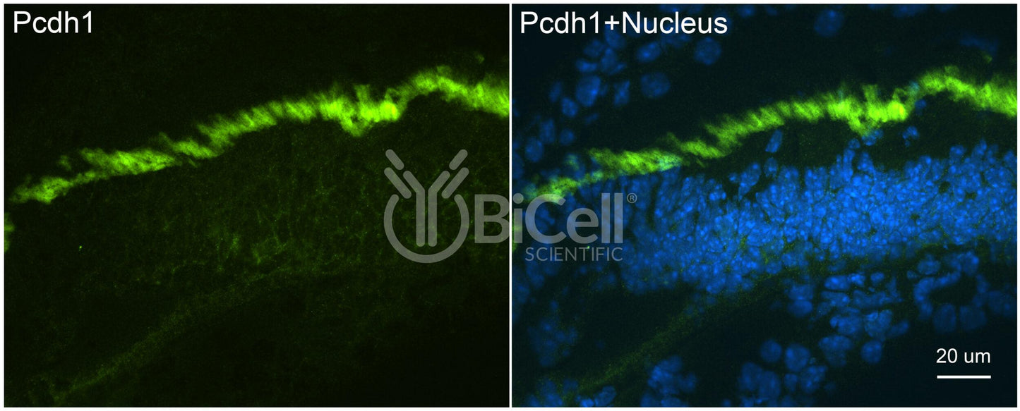 Protocadherin-1 (PCDH1 or PCDH42) Antibody - Western Blot Validated
