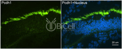 Protocadherin-1 (PCDH1 or PCDH42) Antibody - Western Blot Validated