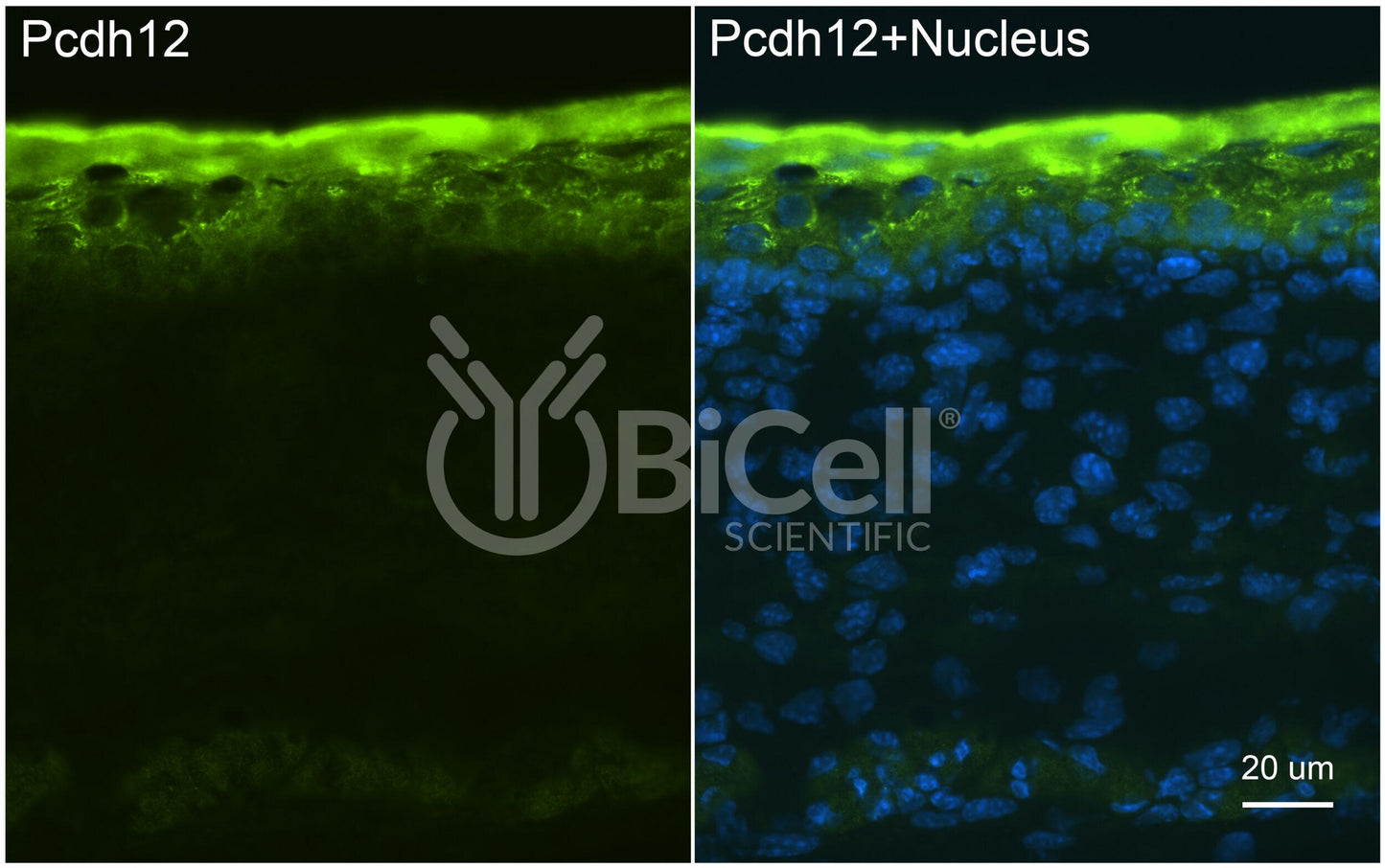 Protocadherin-12 (PCDH12 or VE-cadherin-2 or VECAD2) Antibody - Western Blot Validated