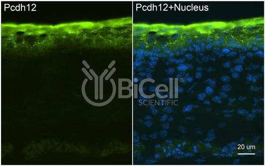 Protocadherin-12 (PCDH12 or VE-cadherin-2 or VECAD2) Antibody - Western Blot Validated