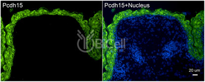 Protocadherin-15 (PCDH15 or CDHR15 or USH1F or DFNB23) Antibody