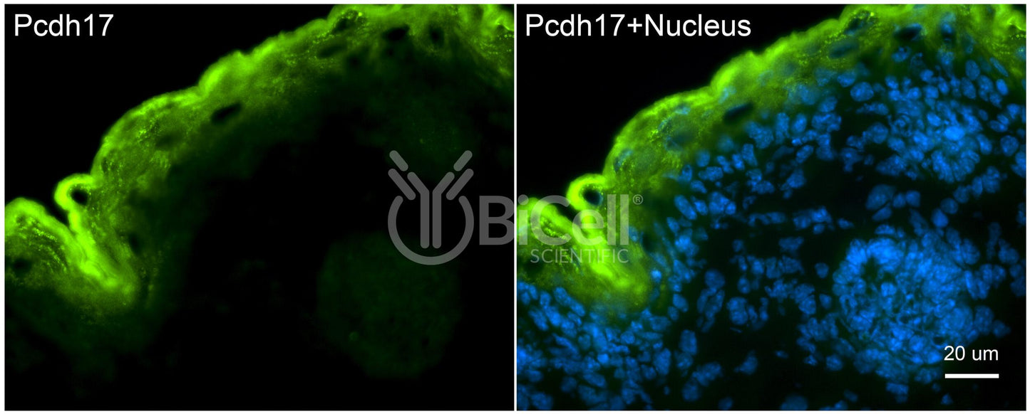Protocadherin-17 (PCDH17 or PCDH68) Antibody