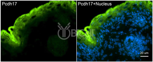 Protocadherin-17 (PCDH17 or PCDH68) Antibody