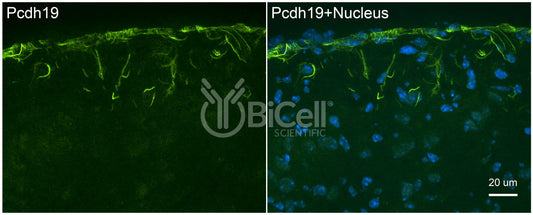 Protocadherin-19 (PCDH19 or DEE9 or EFMR) Antibody