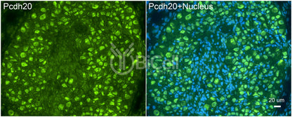 Protocadherin-20 (PCDH20 or PCDH13) Antibody - Western Blot Validated