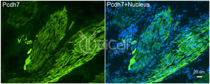 Protocadherin-7 (PCDH7 or BHPCDH) Antibody - Western Blot Validated