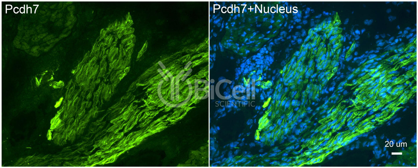 Protocadherin-7 (PCDH7 or BHPCDH) Antibody - FFPE Validated