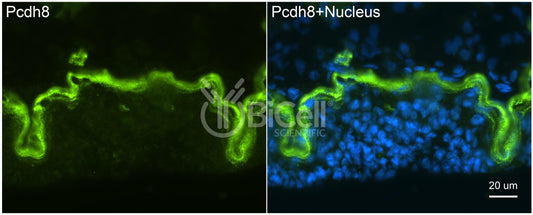 Protocadherin-8 (PCDH8 or ARCADLIN) Antibody - Western Blot Validated