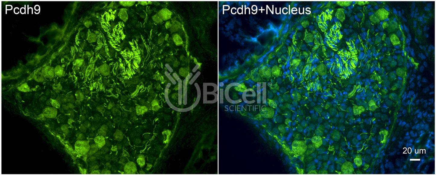 Protocadherin-9 (PCDH9) Antibody - Western Blot Validated