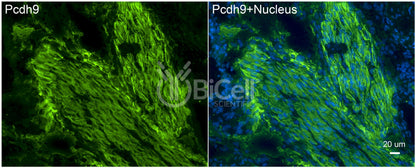 Protocadherin-9 (PCDH9) Antibody