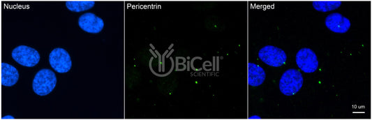 Pericentrin (PCNT or PCNT2 or Kendrin) Antibody