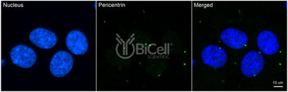 Pericentrin (PCNT or PCNT2 or Kendrin) Antibody - FFPE Validated