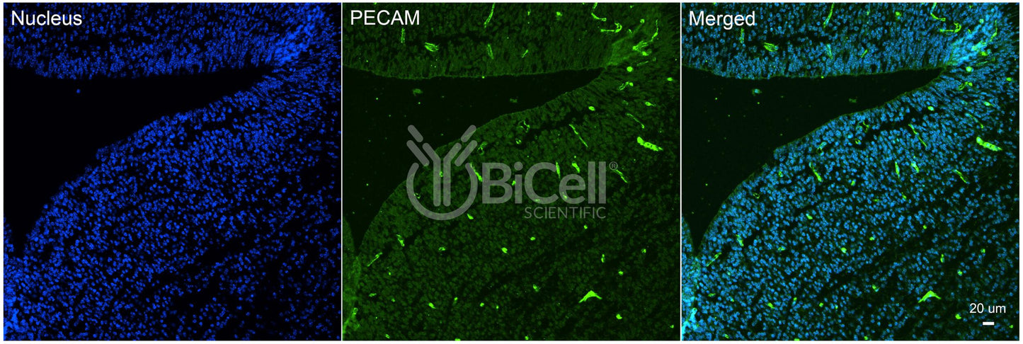 PECAM1 (CD31) Antibody - Western Blot Validated