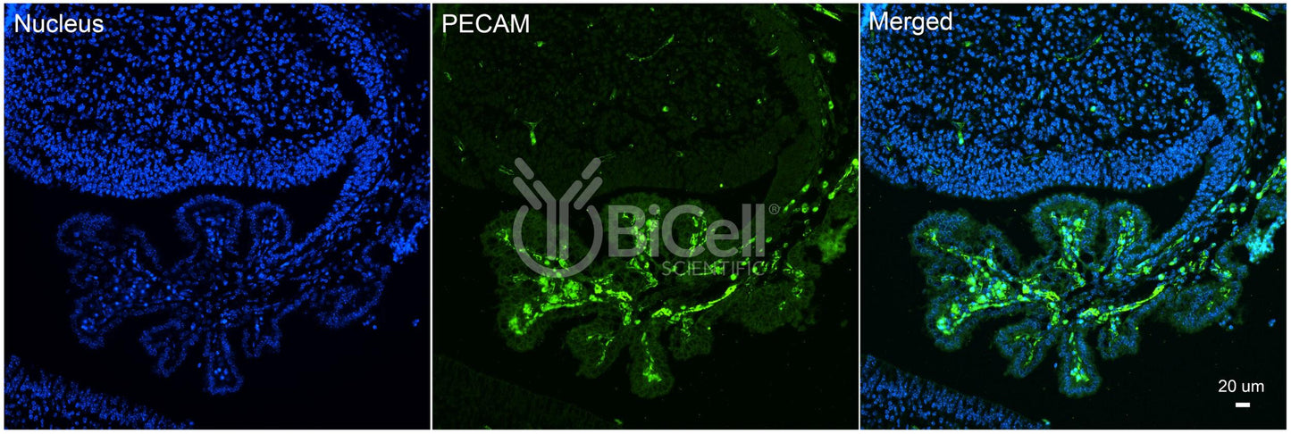 PECAM1 (CD31) Antibody - Western Blot Validated
