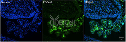 PECAM1 (CD31) Antibody - Western Blot Validated
