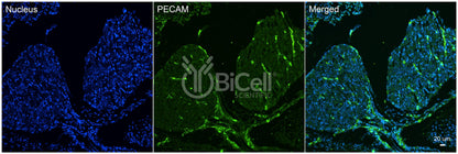 PECAM1 (CD31) Antibody