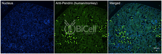 Pendrin (Slc26a4) (Human &amp; monkey) Antibody - Western Blot Validated