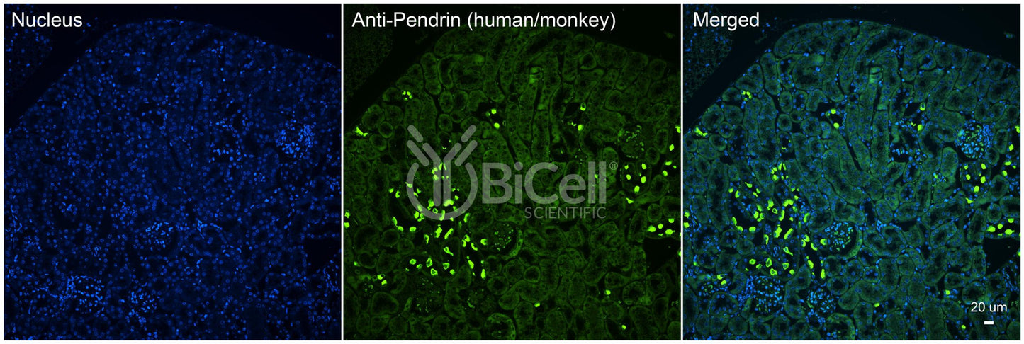 Pendrin (Slc26a4) (Human &amp; monkey) Antibody