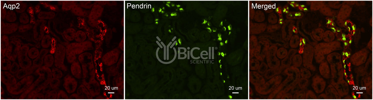 Pendrin (Slc26a4) Antibody - Western Blot Validated