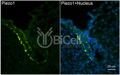 Piezo1 (C-Terminus) Antibody - Western Blot Validated