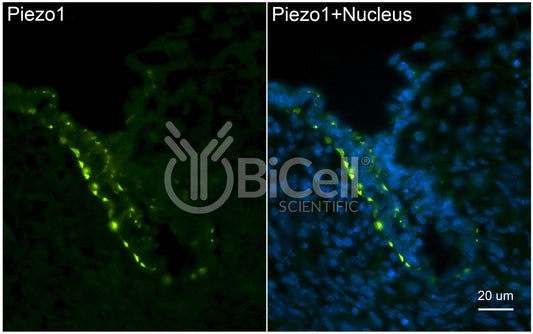 Piezo1 (C-Terminus) Antibody