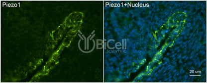 Piezo1 (C-Terminus) Antibody - Western Blot Validated