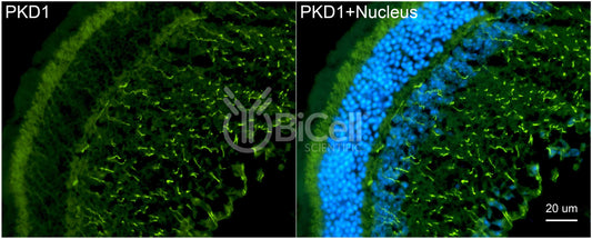 Polycystin-1 (PKD1) Monoclonal Antibody (B2 Clone) - Western Blot Validated