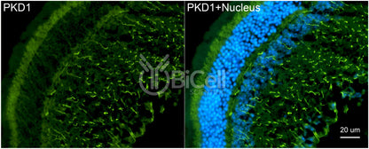 Polycystin-1 (PKD1) Monoclonal Antibody (B2 Clone) - FFPE Validated