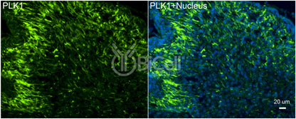 PLK1 (PLK or STPK13) Antibody - Western Blot Validated