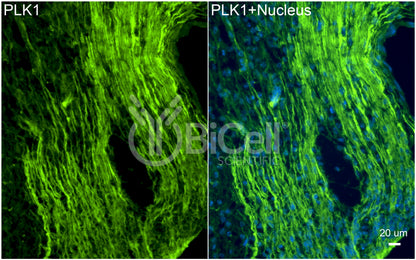 PLK1 (PLK or STPK13) Antibody - Western Blot Validated