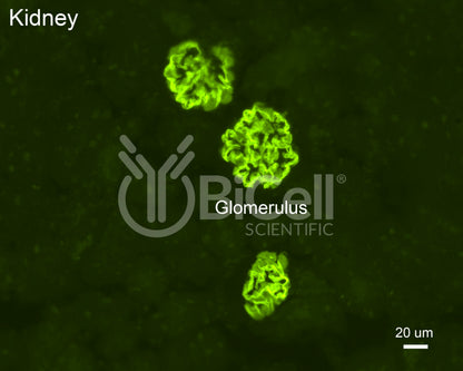 Podocin (Nphs2) Antibody - Western Blot Validated
