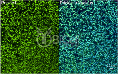 PRICKLE1 (RILP) Antibody