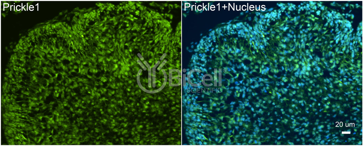 PRICKLE1 (RILP) Antibody - Western Blot Validated